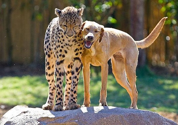 unusual-animal-friendship