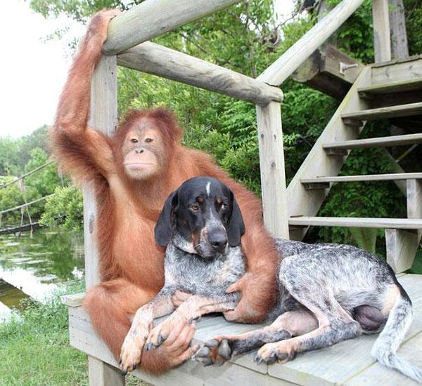 unlikely animal friends