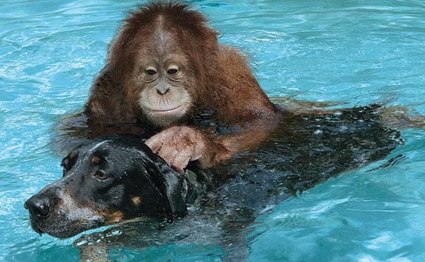 unusual-animal-friendship