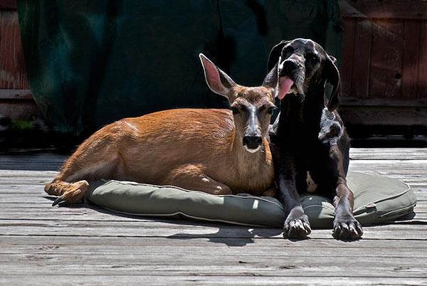 unlikely animal friends