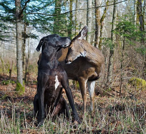 unusual-animal-friendship