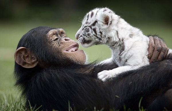 unlikely animal friends