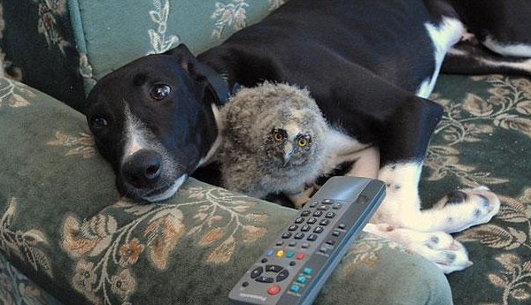 unlikely animal friends