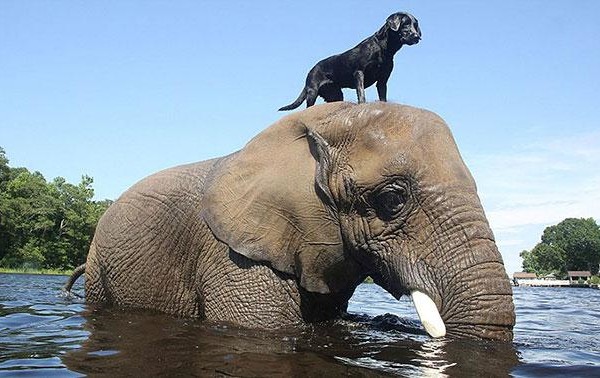 unlikely animal friends