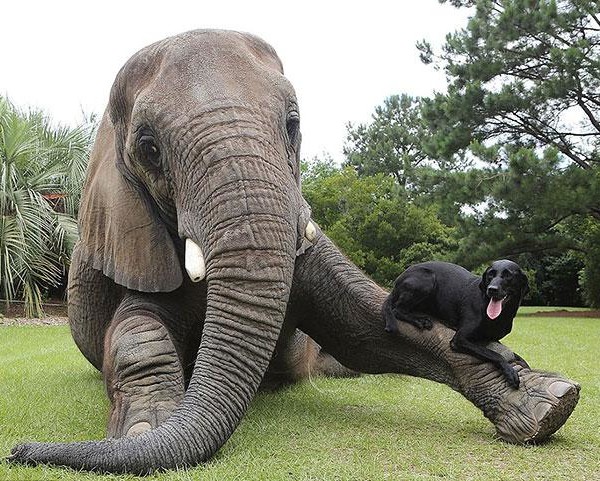 unusual-animal-friendship