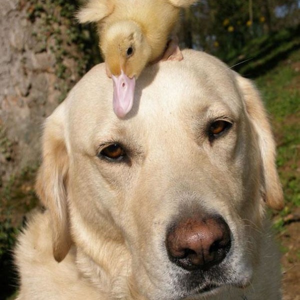 unusual-animal-friendship