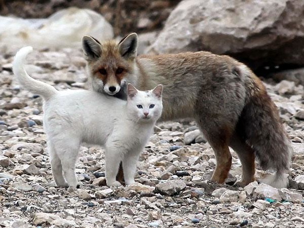 unusual-animal-friendship