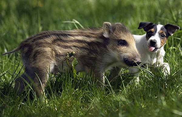 unusual-animal-friendship