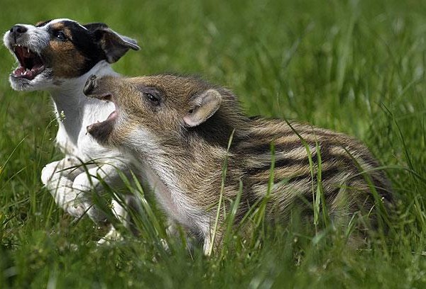 unlikely animal friends