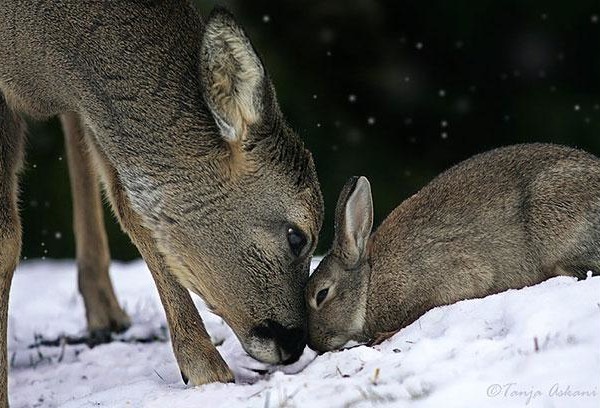 unusual-animal-friendship