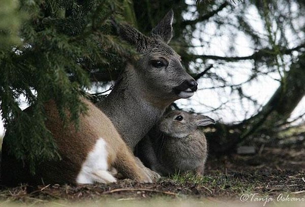 unlikely animal friends