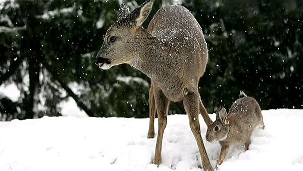 unusual-animal-friendship