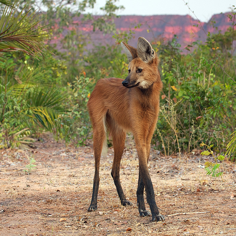 animals that you didn't know existed