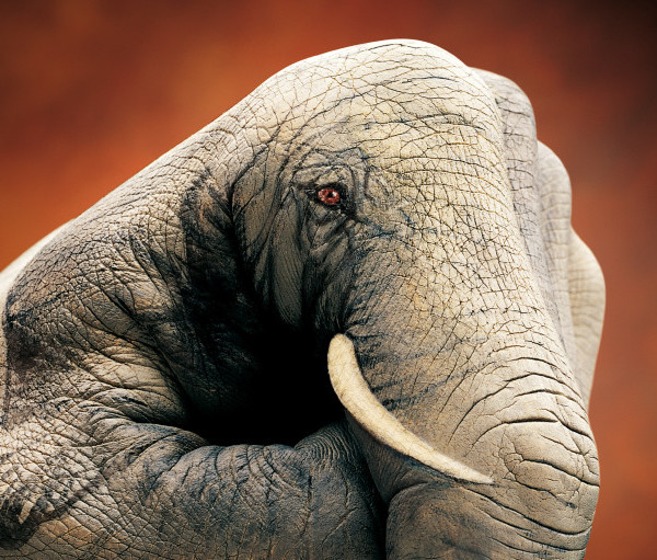 guido daniele