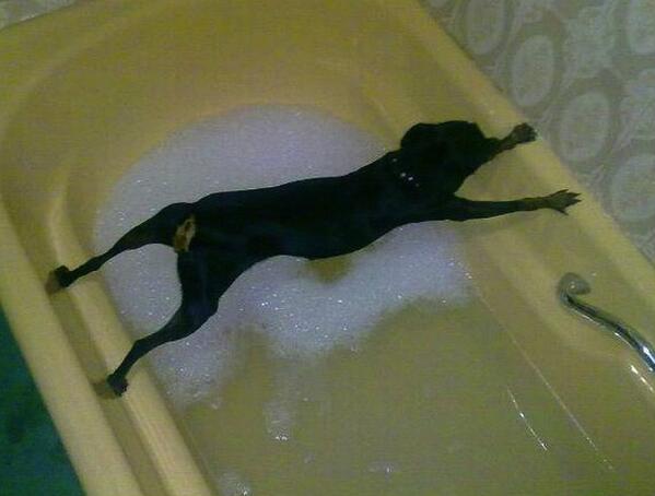 dog avoiding bath