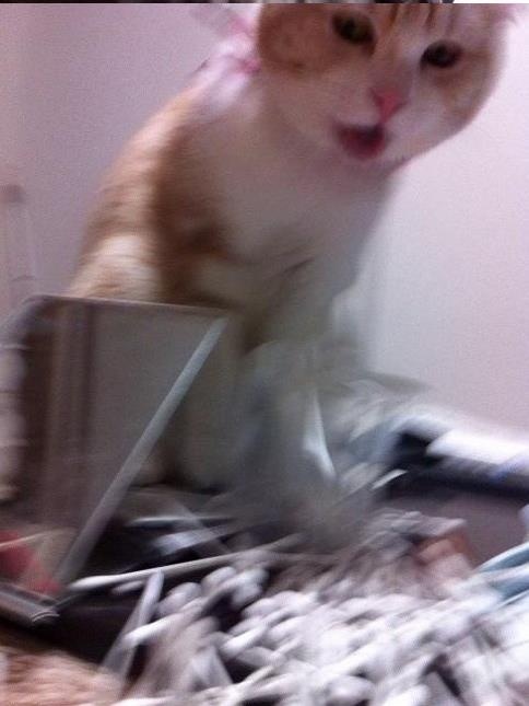 cat making a mess