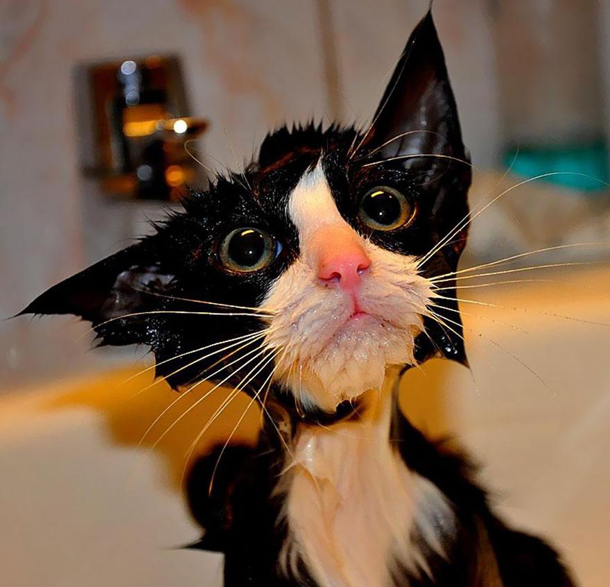 funny-wet-cats