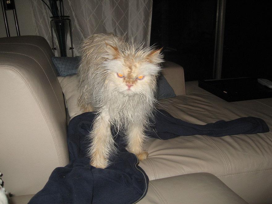 funny-wet-cats