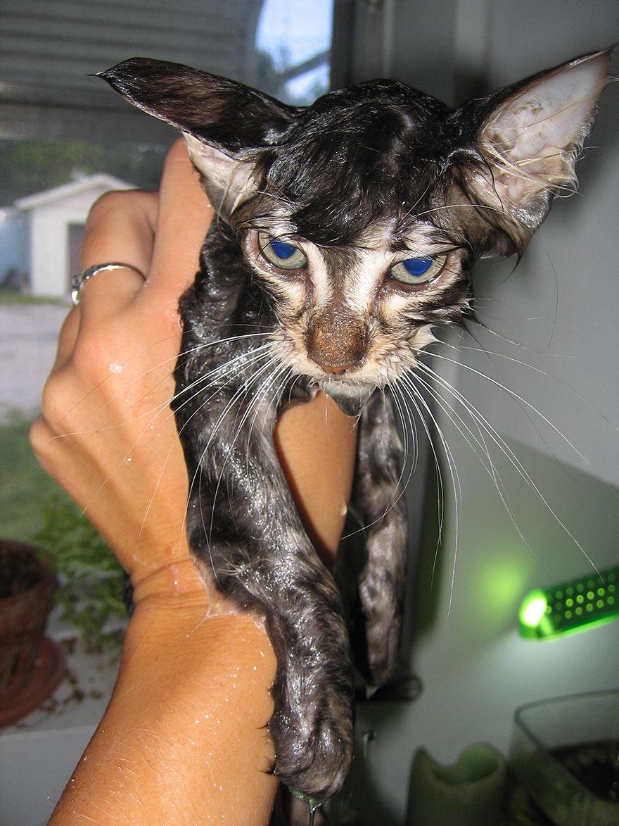 funny-wet-cats