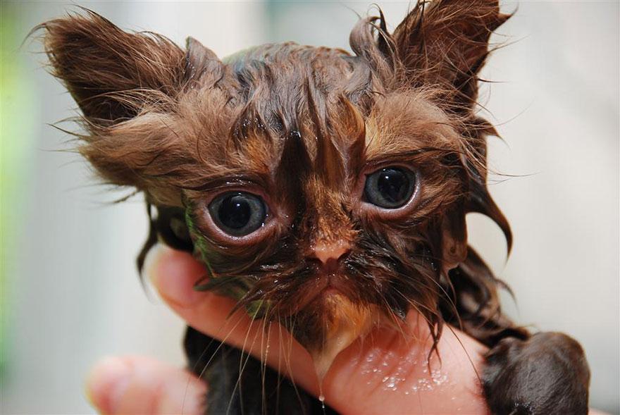 funny-wet-cats