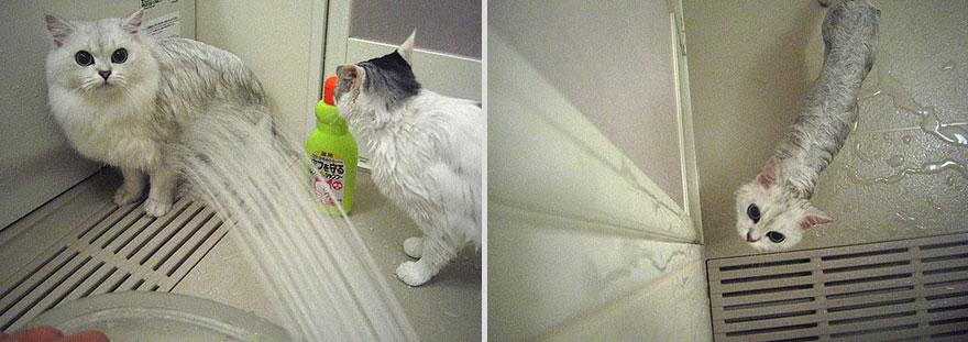 funny-wet-cats