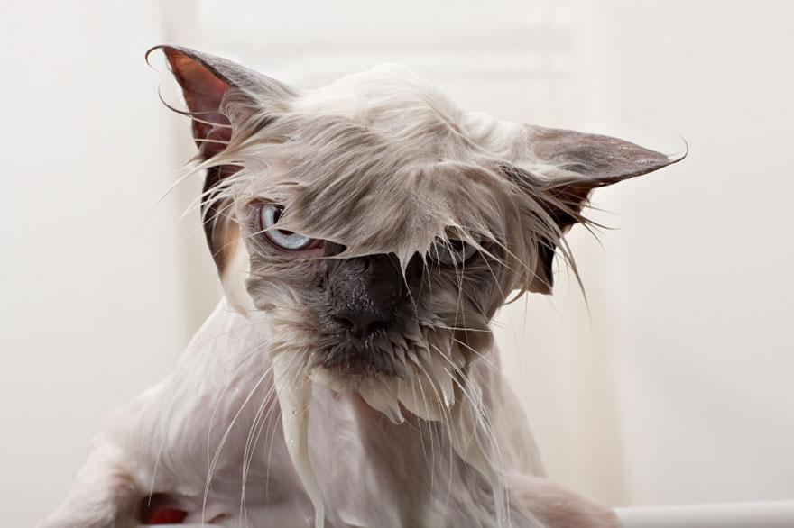 funny-wet-cats