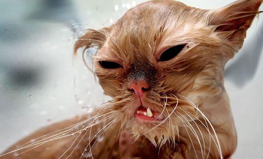 funny-wet-cats