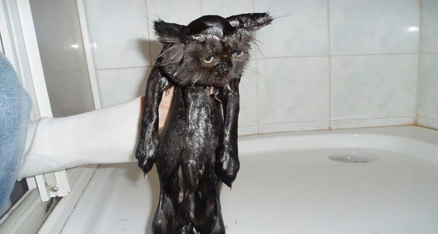 funny-wet-cats