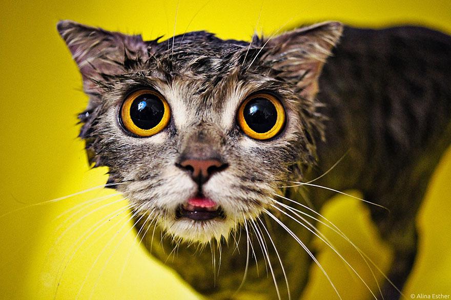 funny-wet-cats