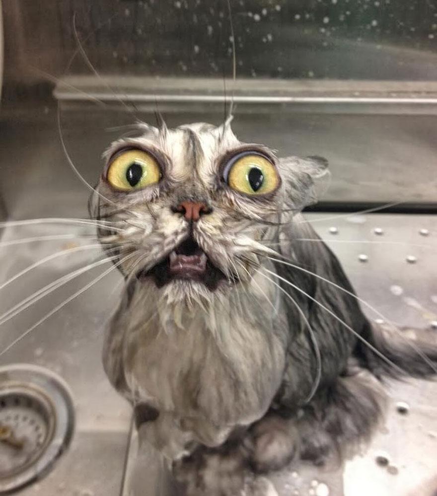 funny-wet-cats