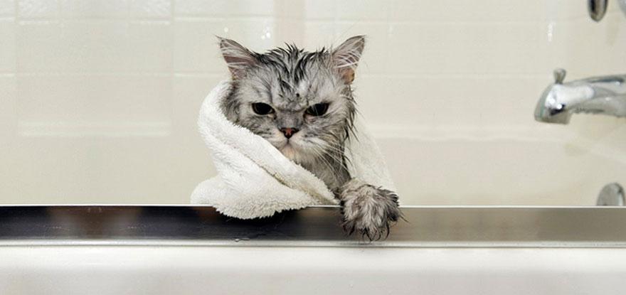 funny-wet-cats