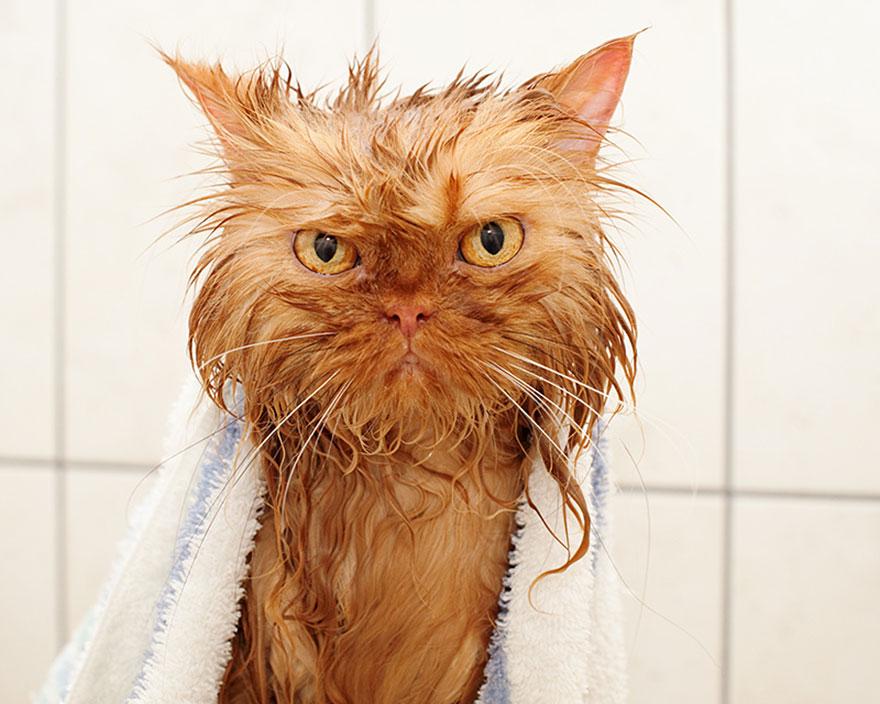 funny-wet-cats