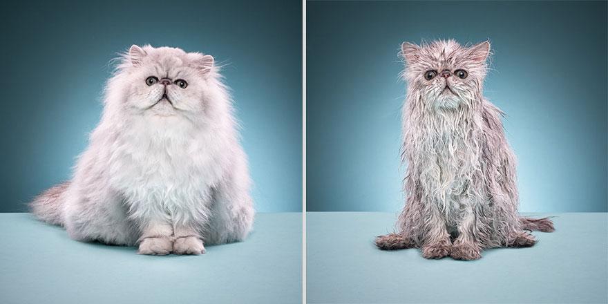 funny-wet-cats