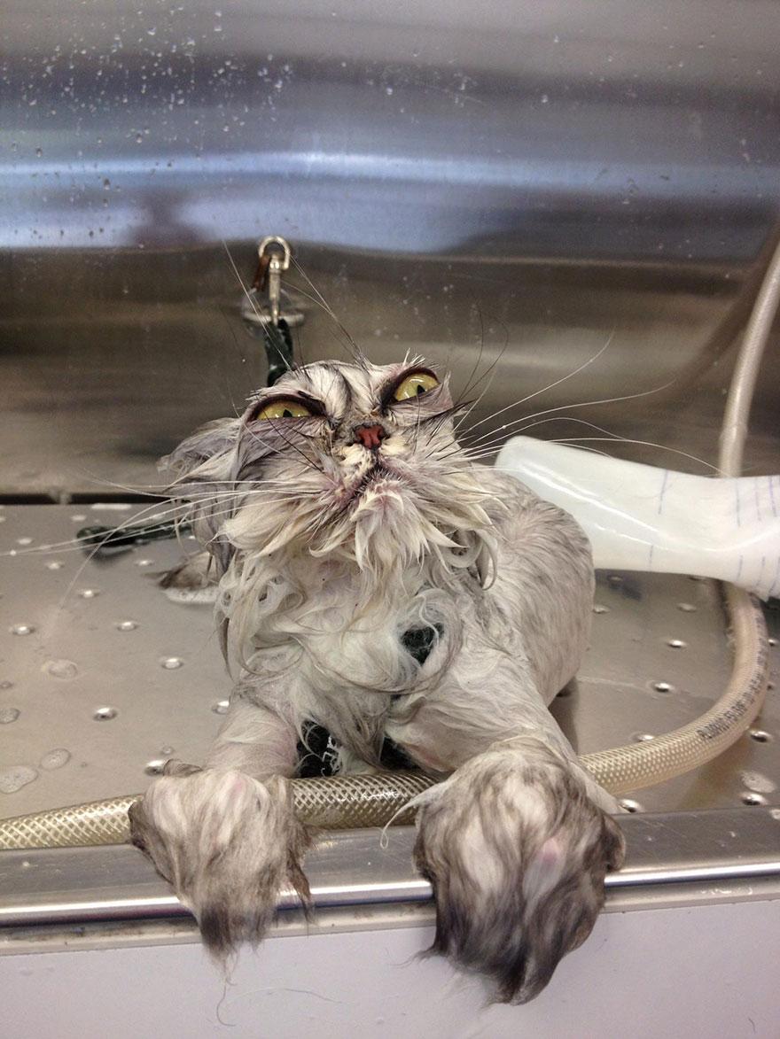 funny-wet-cats