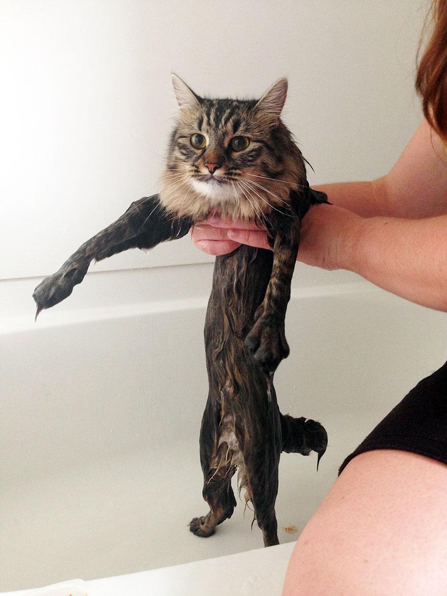 funny-wet-cats