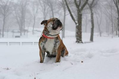 Humans of New York