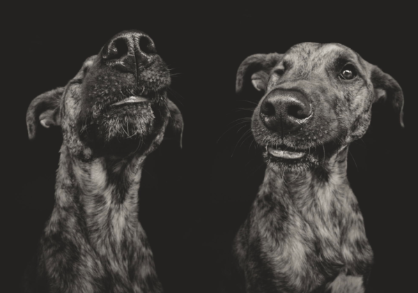 Dog Portraits