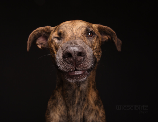 Dog Portraits