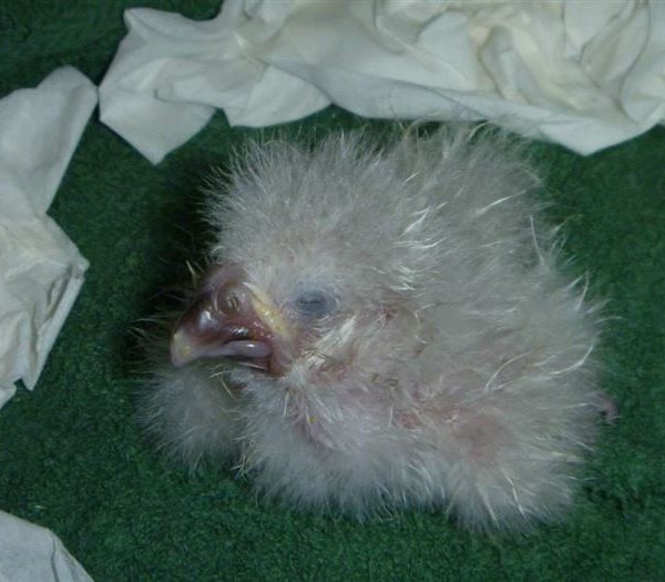 kakapo birth