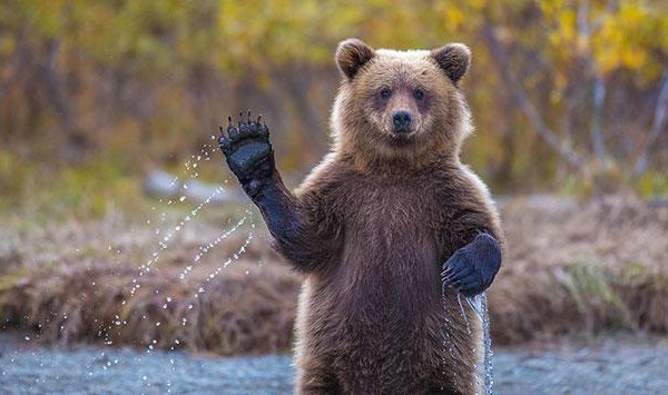 funny bears doing human things