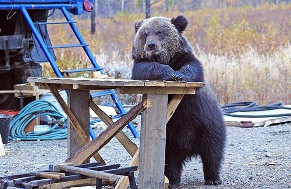 funny-bears-doing-human-things