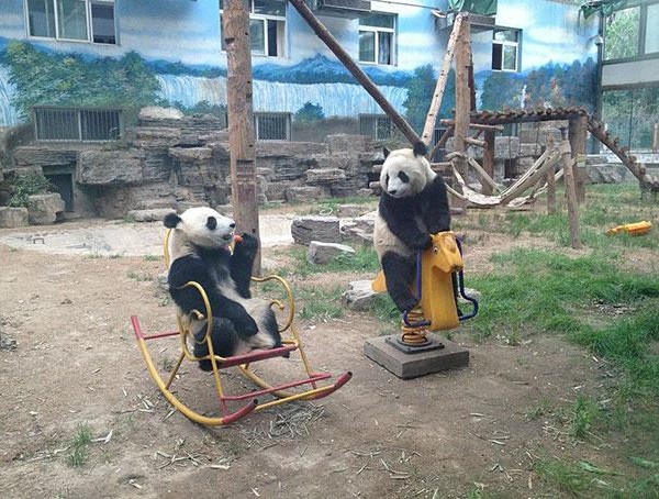 funny-bears-doing-human-things