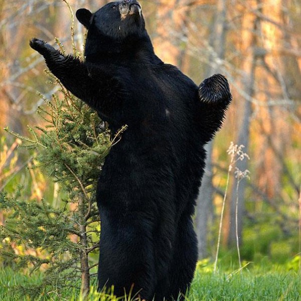funny-bears-doing-human-things