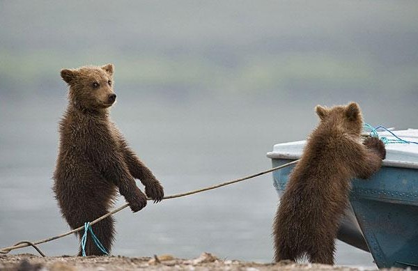 funny-bears-doing-human-things