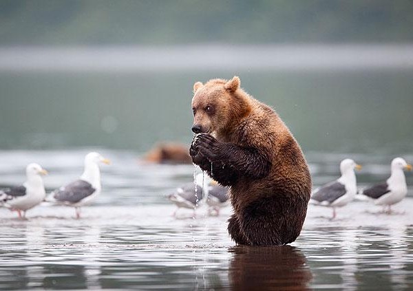 funny-bears-doing-human-things