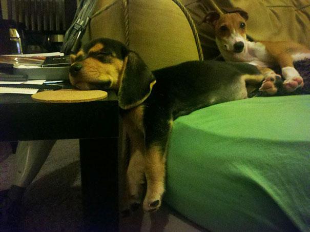 funny dogs and cats stuck in furniture