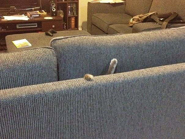 funny dogs and cats stuck in furniture