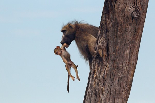 Lioness killed a baboon, what she did next was shocking