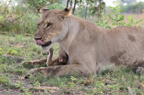 Lioness killed a baboon, what she did next was shocking