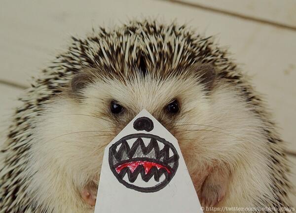 hedgehogdays